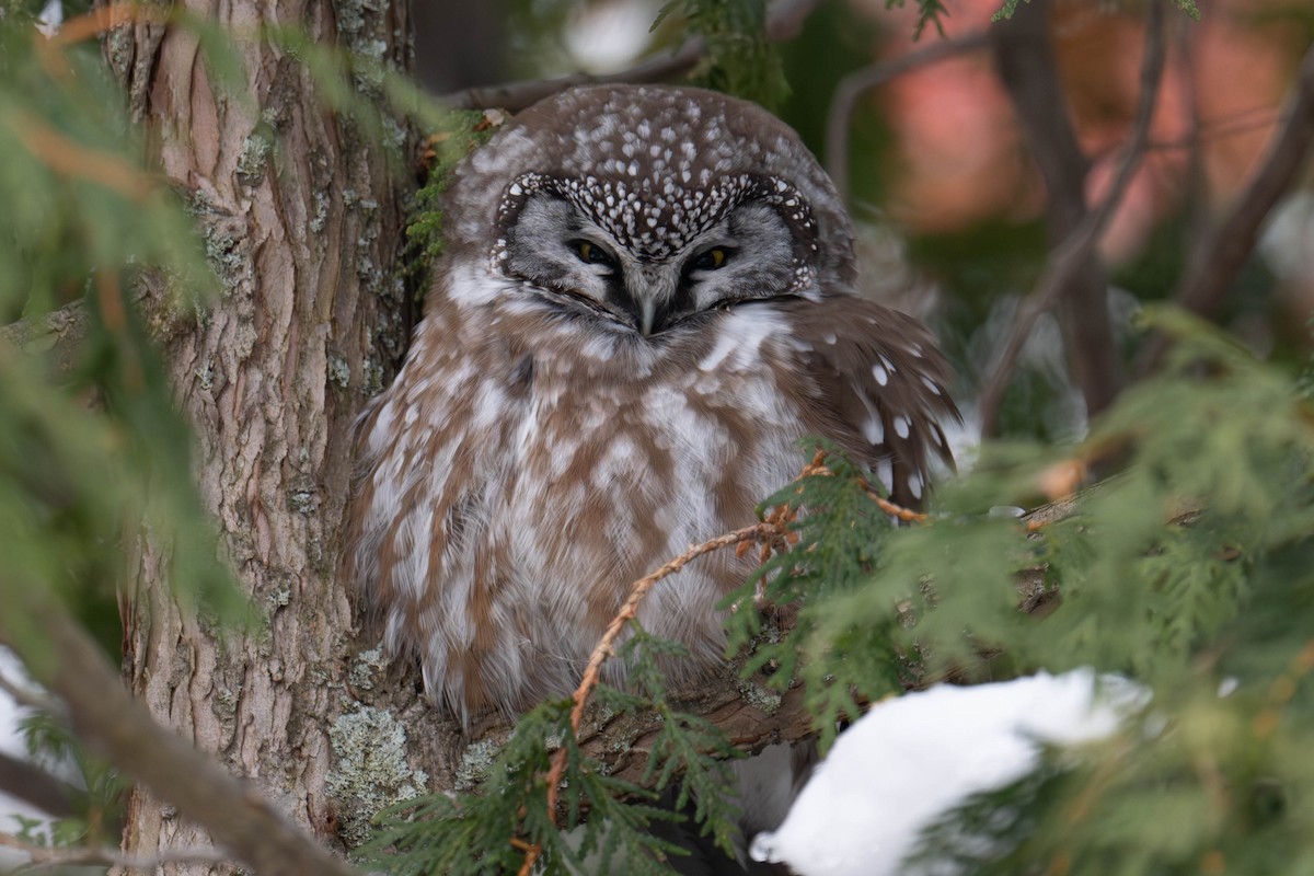 Boreal Owl - ML646578974