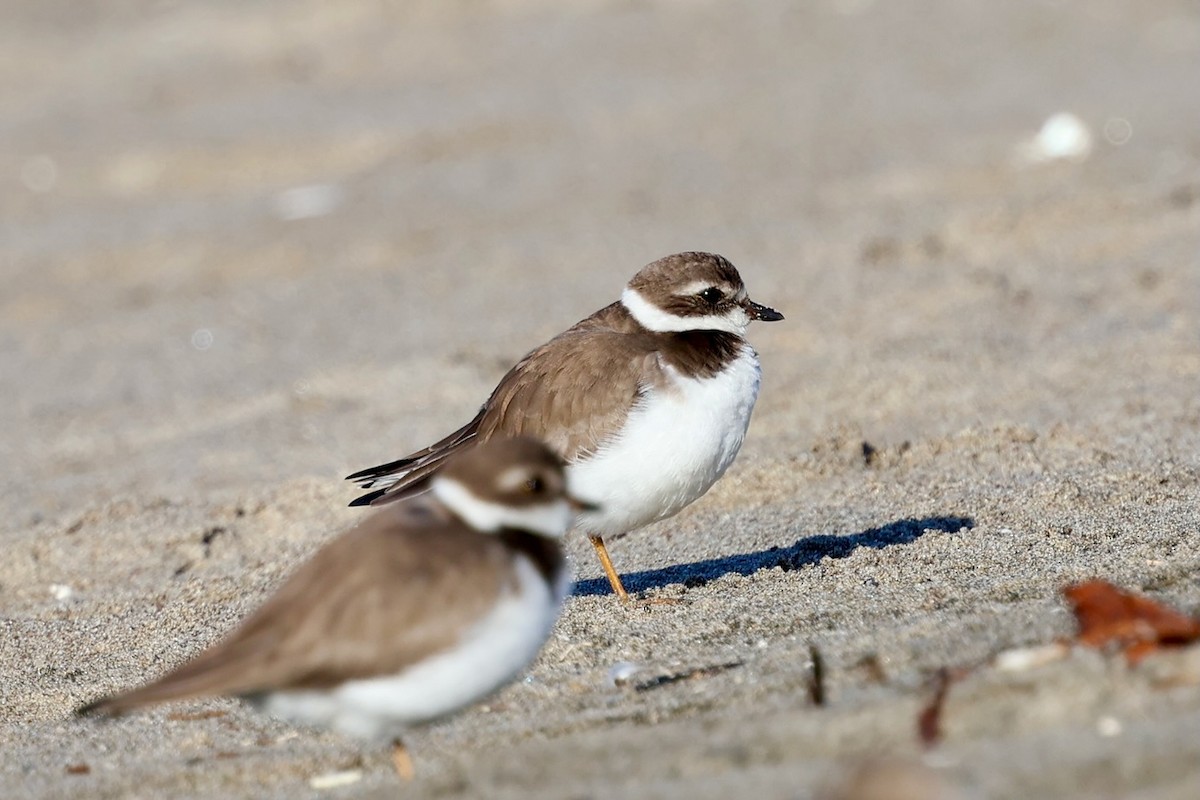 Semipalmated Plover - ML646578976