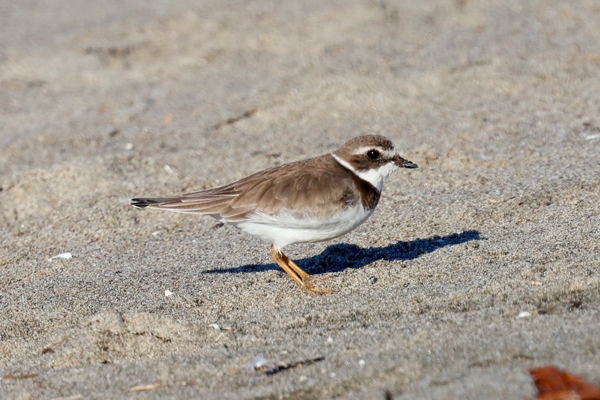 Semipalmated Plover - ML646578977
