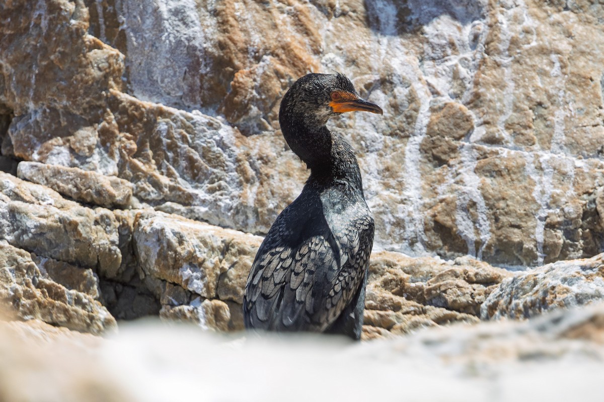 Crowned Cormorant - ML646578979