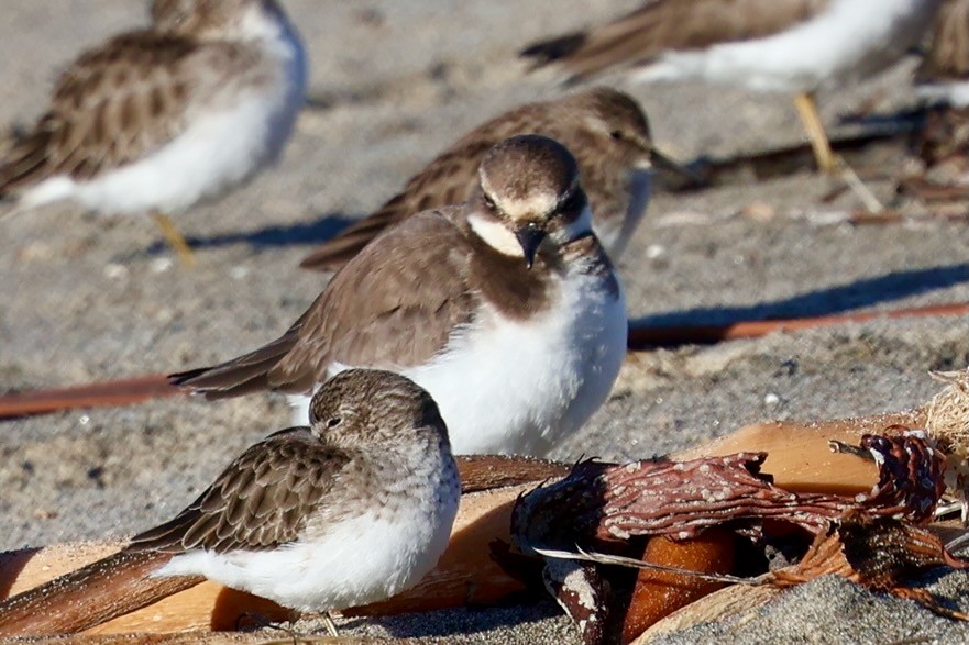 bird sp. - ML646578980