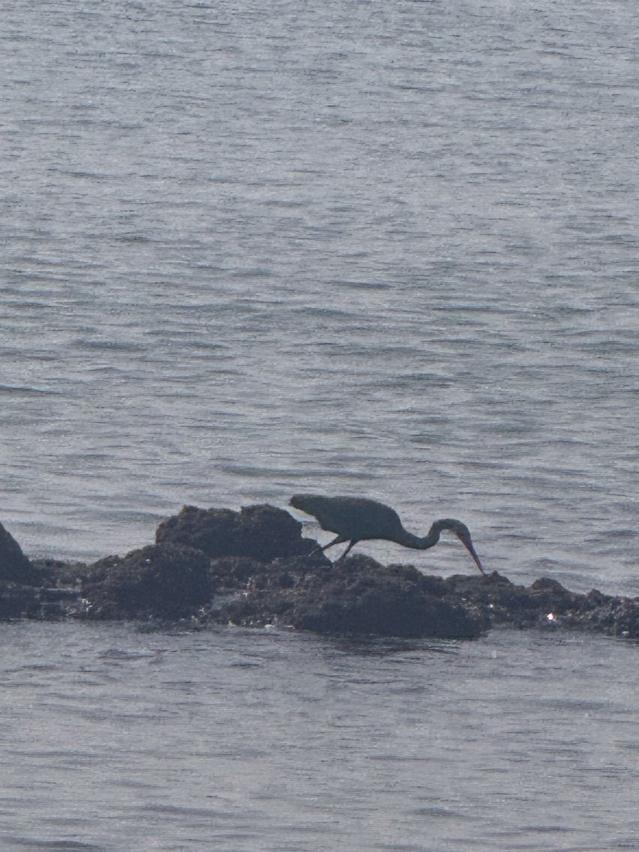 Western Reef-Heron - ML646578981