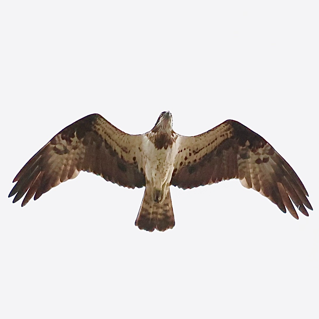 Скопа західна - ML646578983