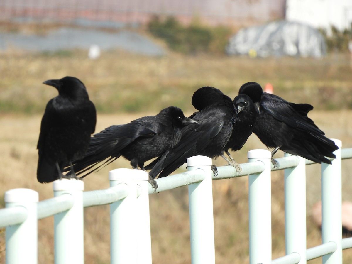 Ворона чорна - ML646578984