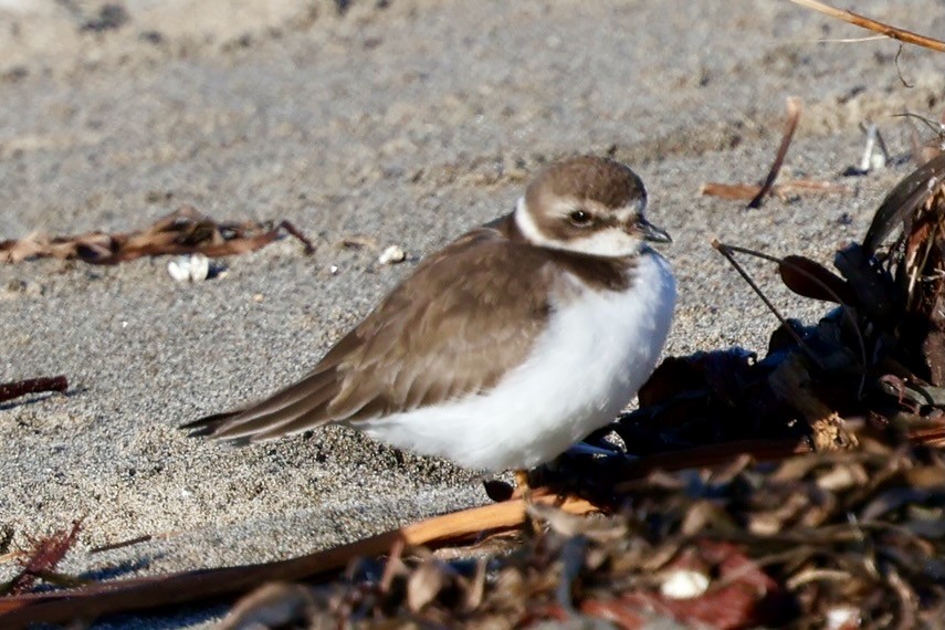 bird sp. - ML646578985