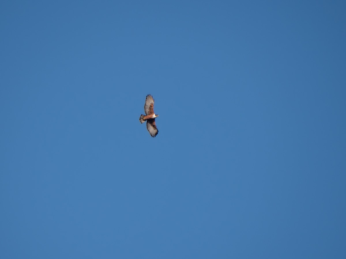 Rufous-bellied Eagle - ML646578986