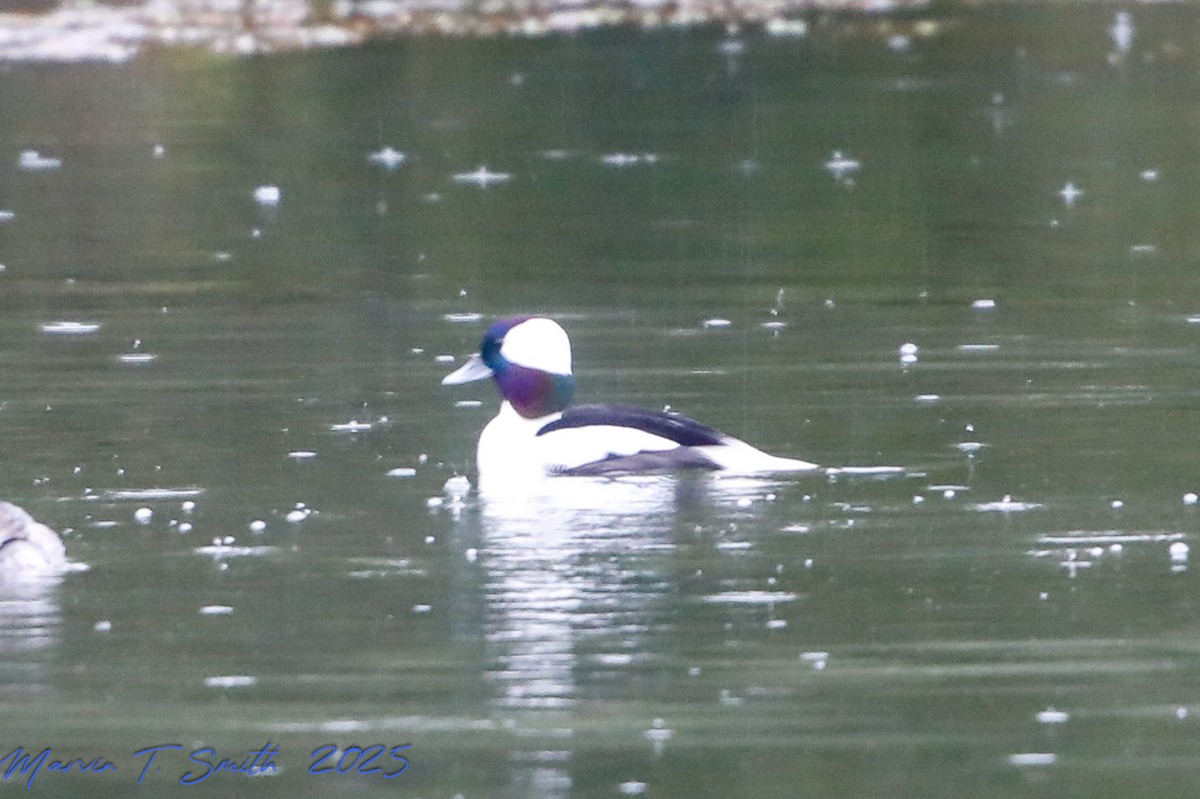Bufflehead - ML646578987