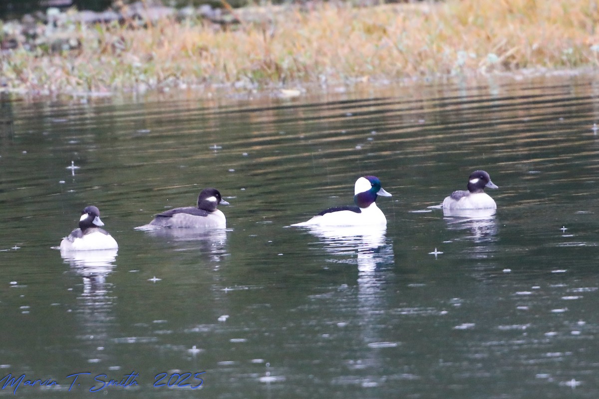 Bufflehead - ML646578988