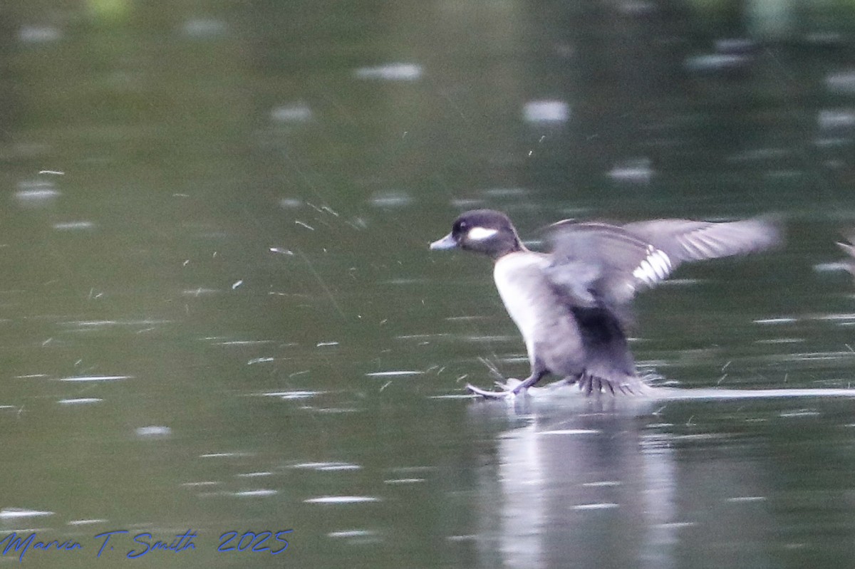 Bufflehead - ML646578989