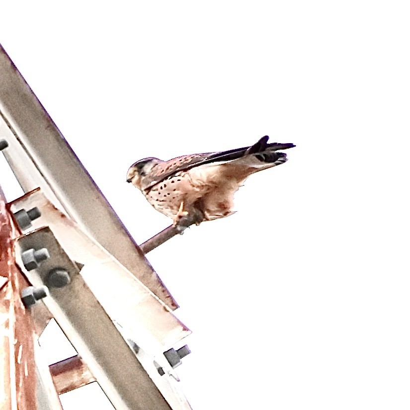 Боривітер звичайний - ML646578992