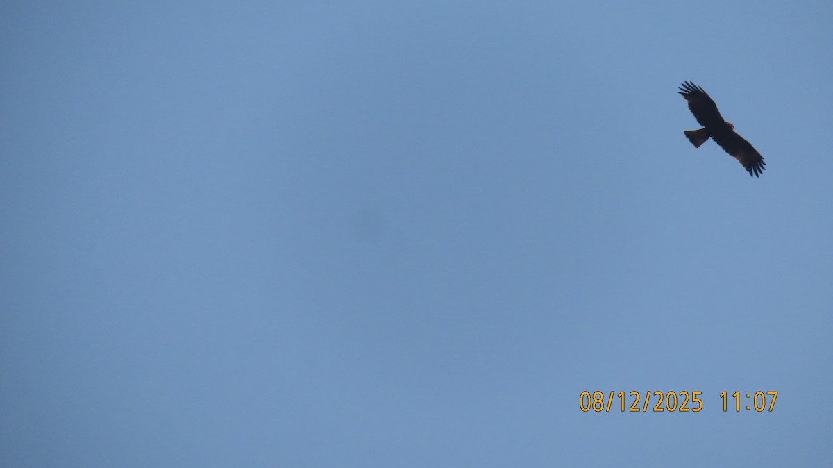 Booted Eagle - ML646578993