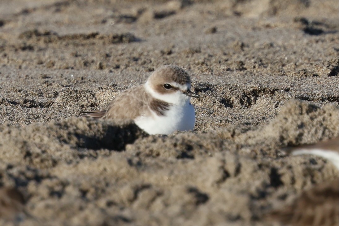 Snowy Plover - ML646578994