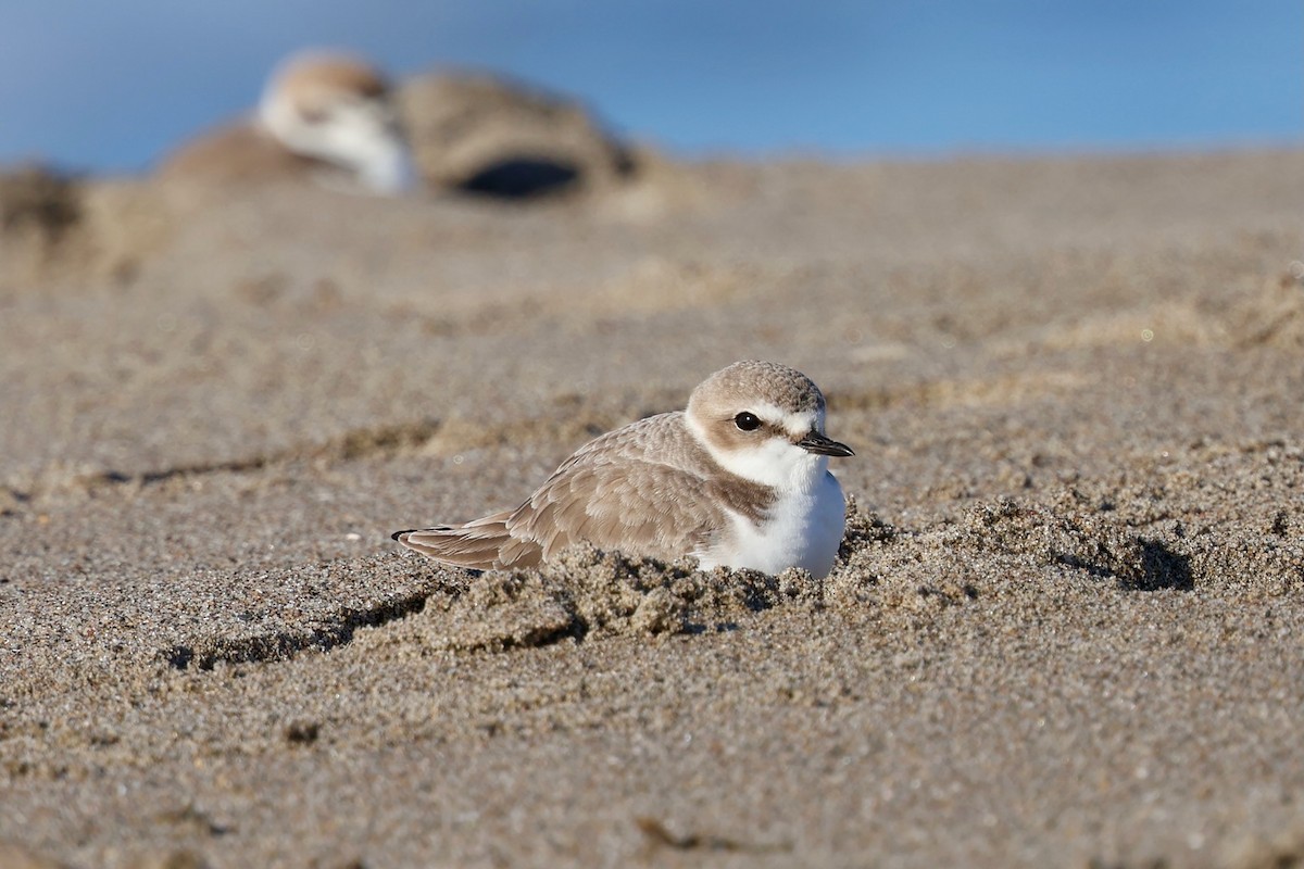 Snowy Plover - ML646578998