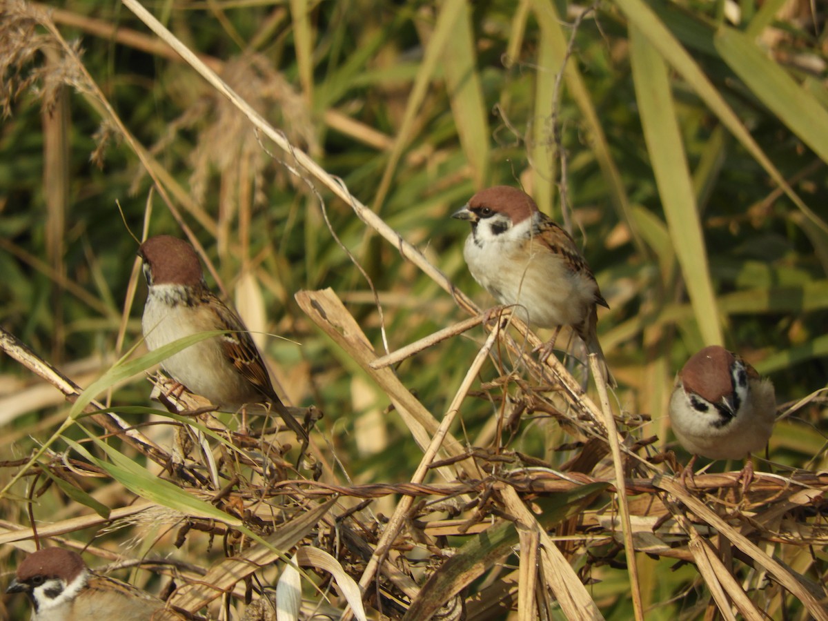 Горобець польовий - ML646579003