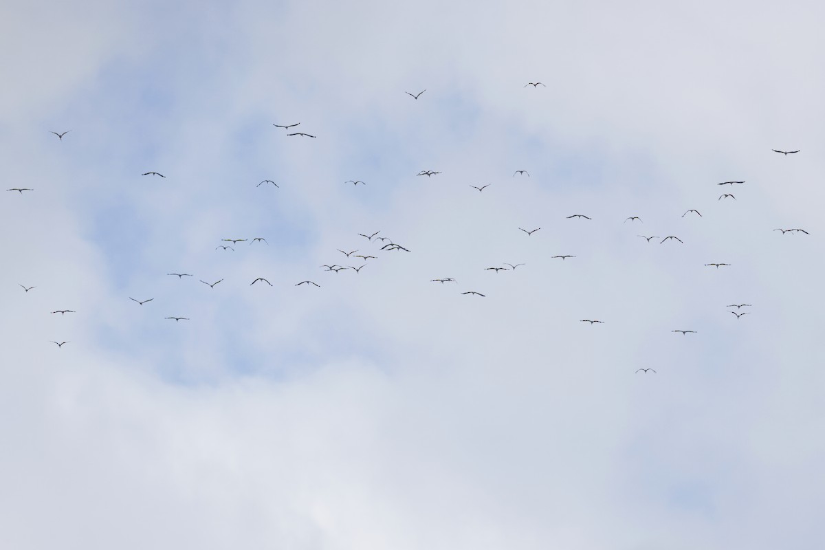 Zikoina zuria - ML646579004