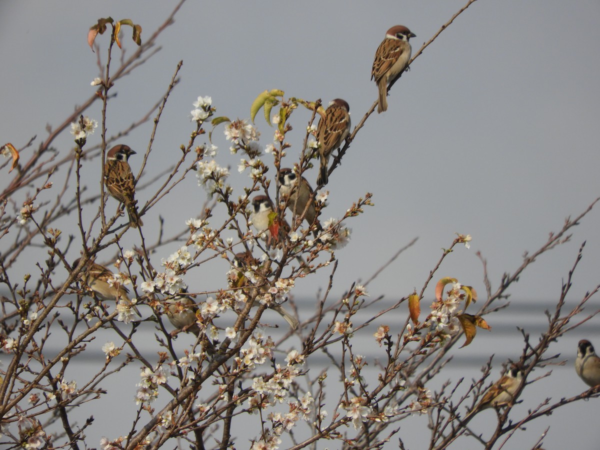 Горобець польовий - ML646579006