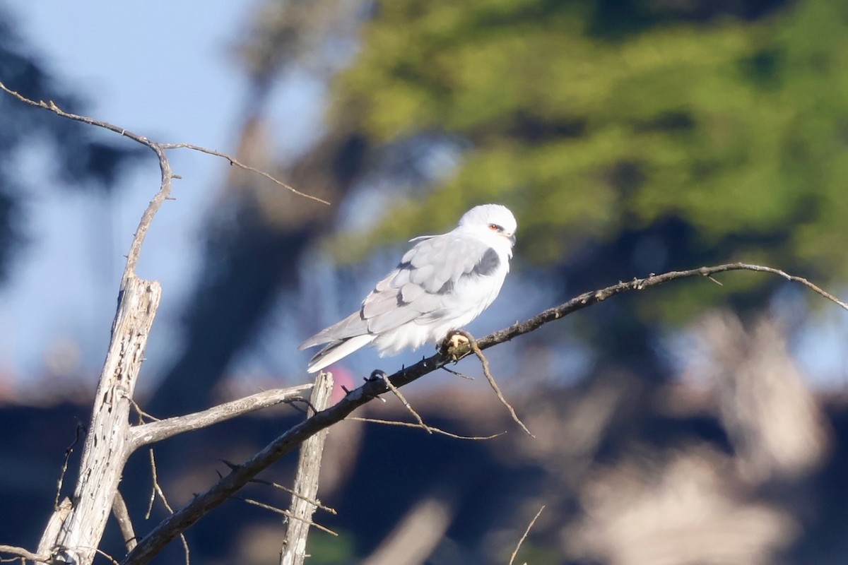 White-tailed Kite - ML646579007