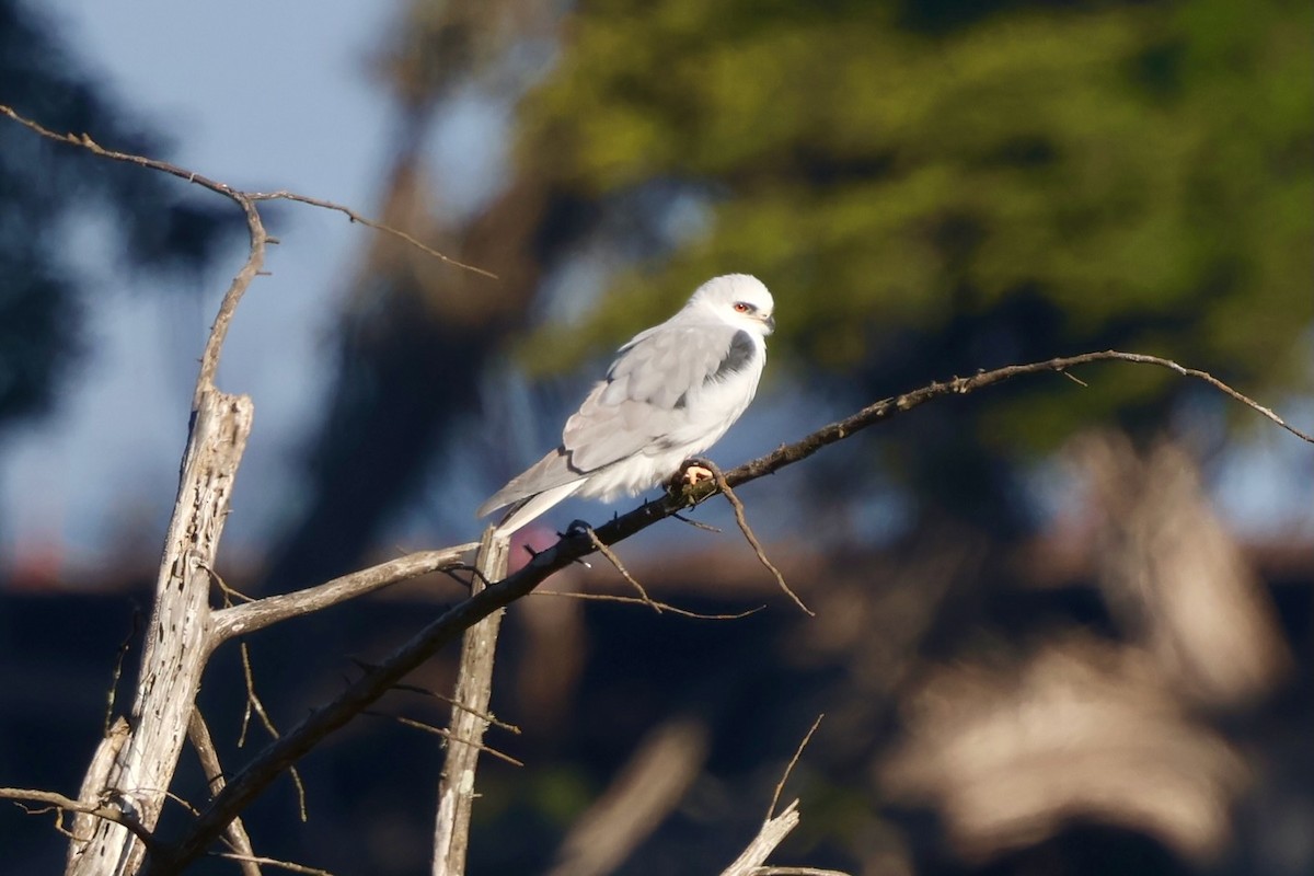 White-tailed Kite - ML646579010