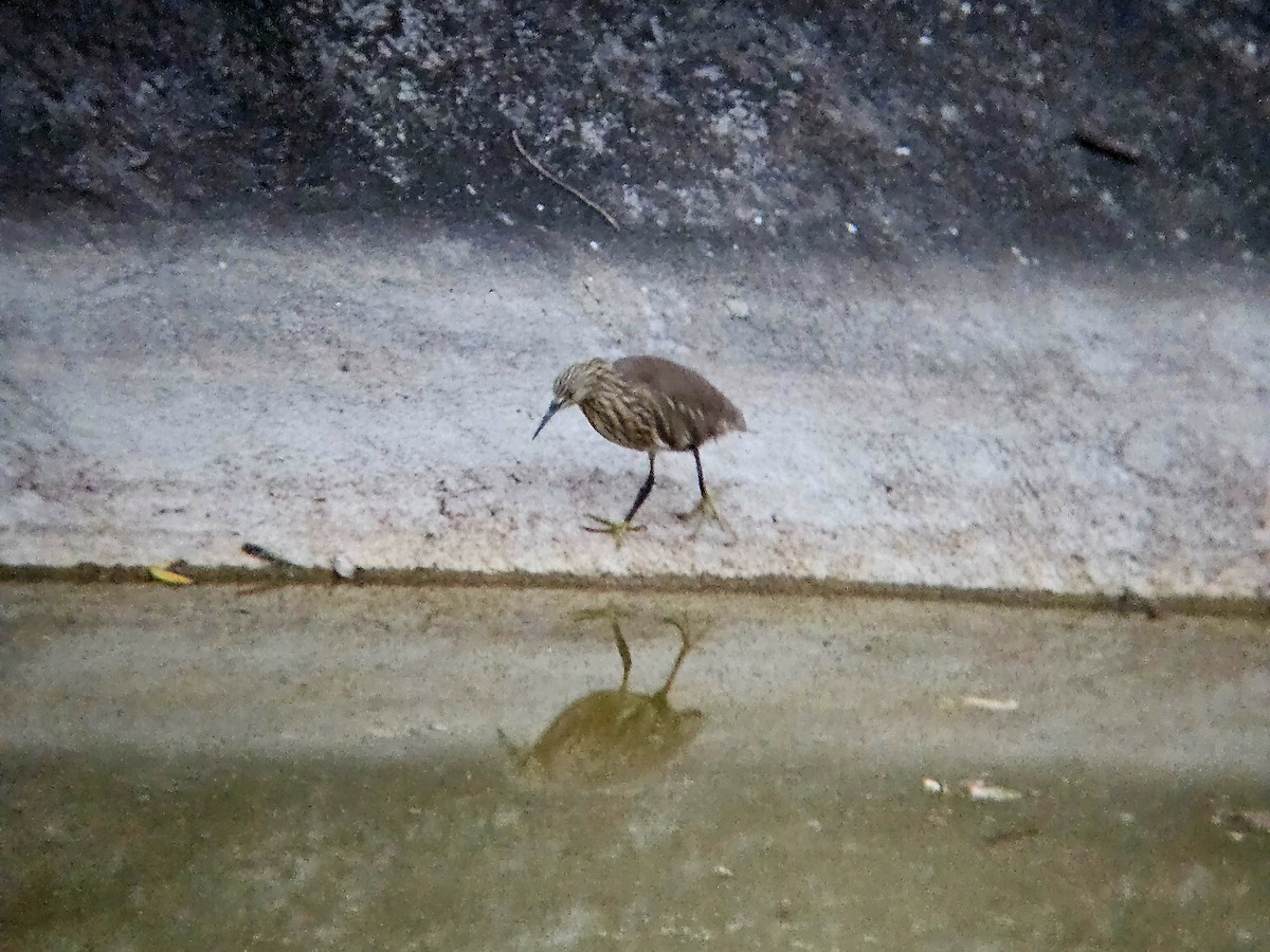 Индийская прудовая цапля - ML646579011