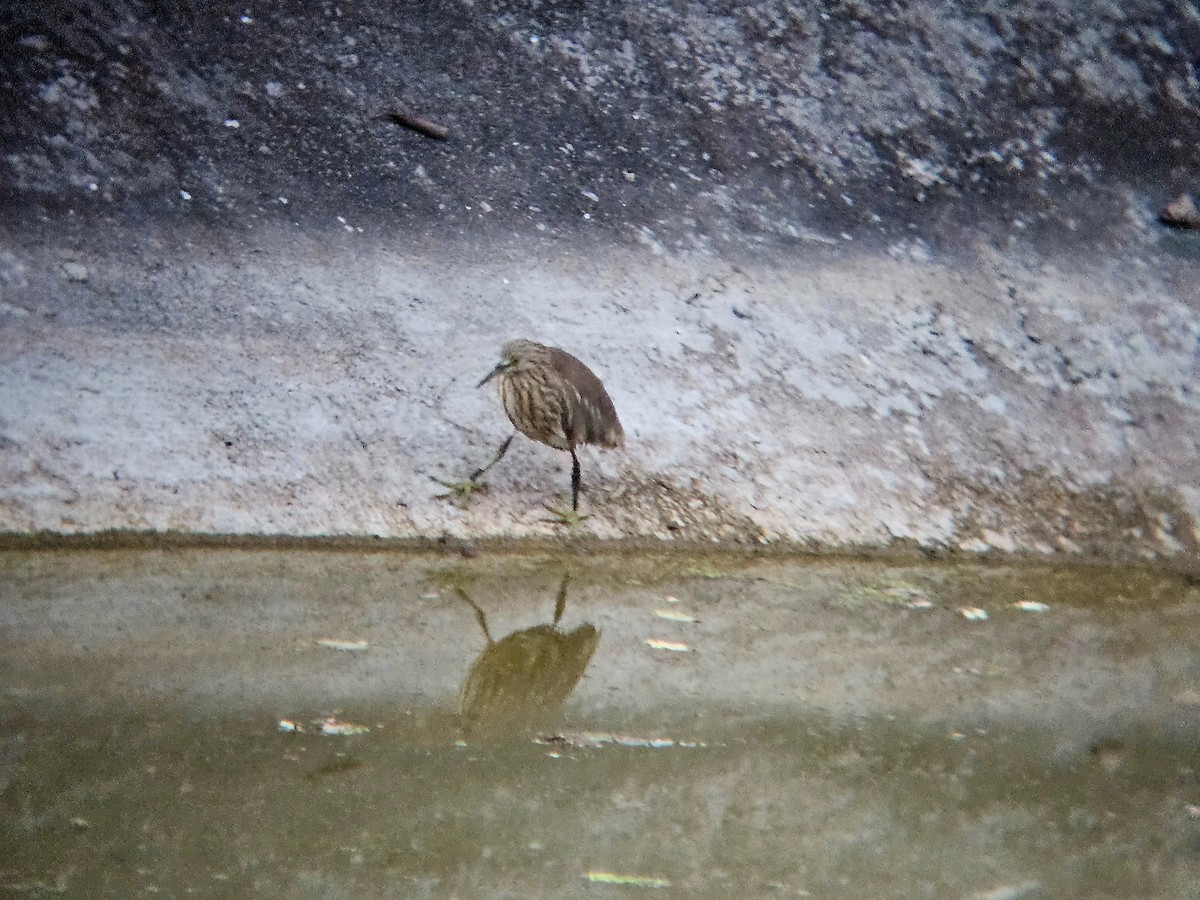 Индийская прудовая цапля - ML646579012