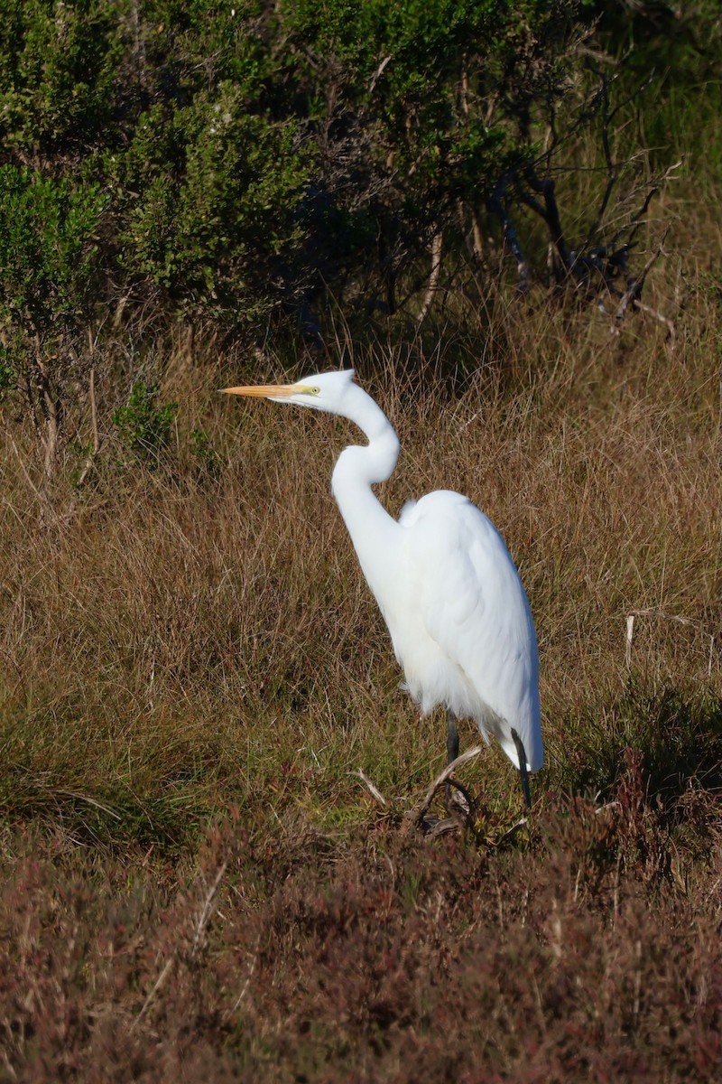 Great Egret - ML646579013