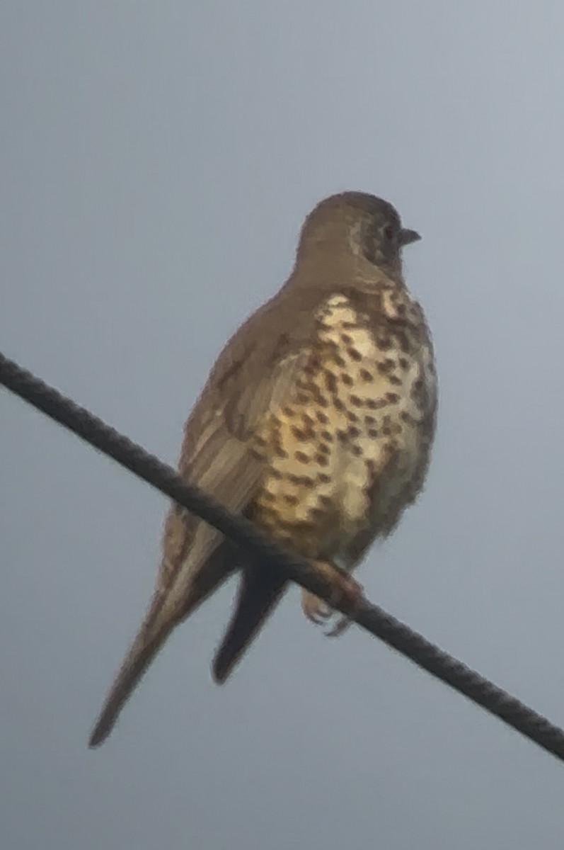 Grive draine - ML646579015