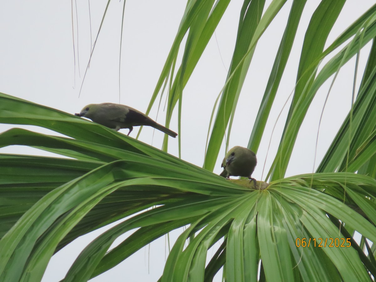 Palm Tanager - ML646579020