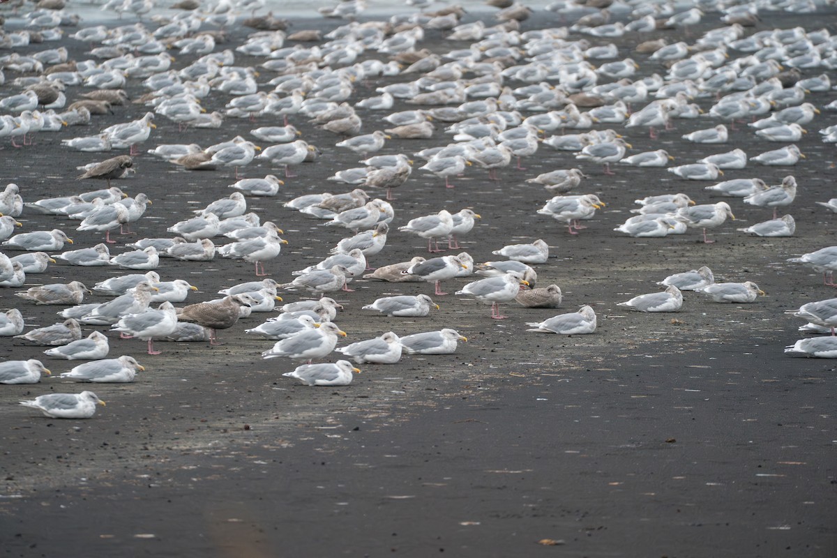 Slaty-backed Gull - ML646579021