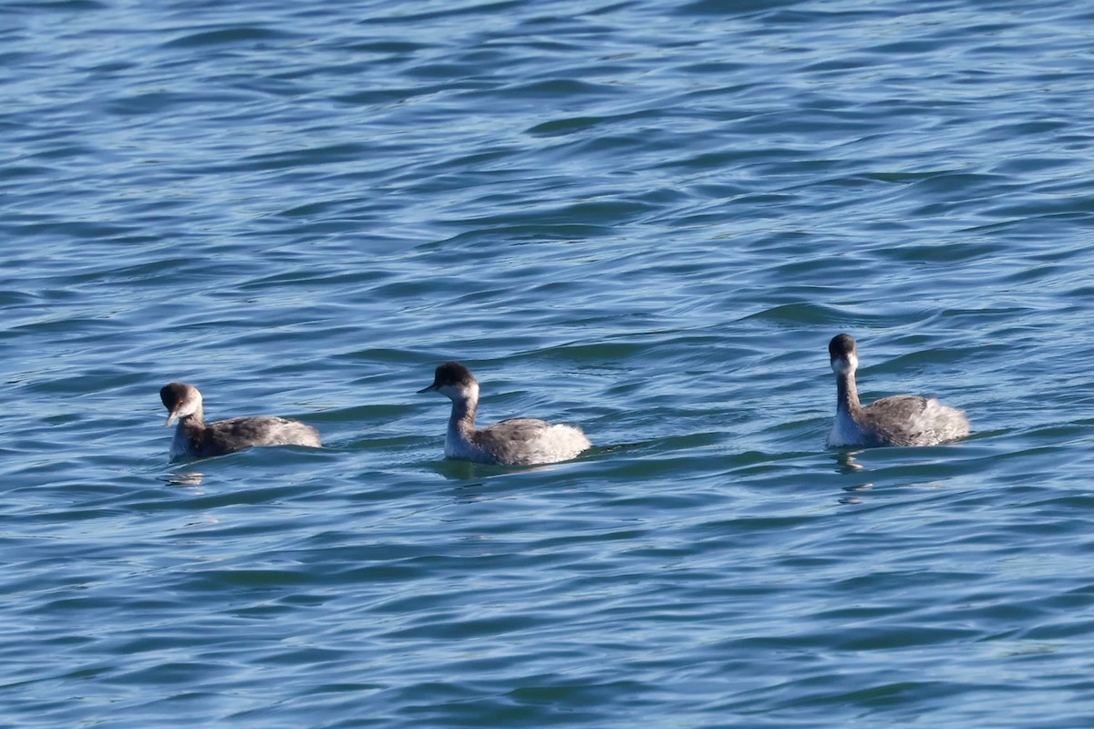 Eared Grebe - ML646579022