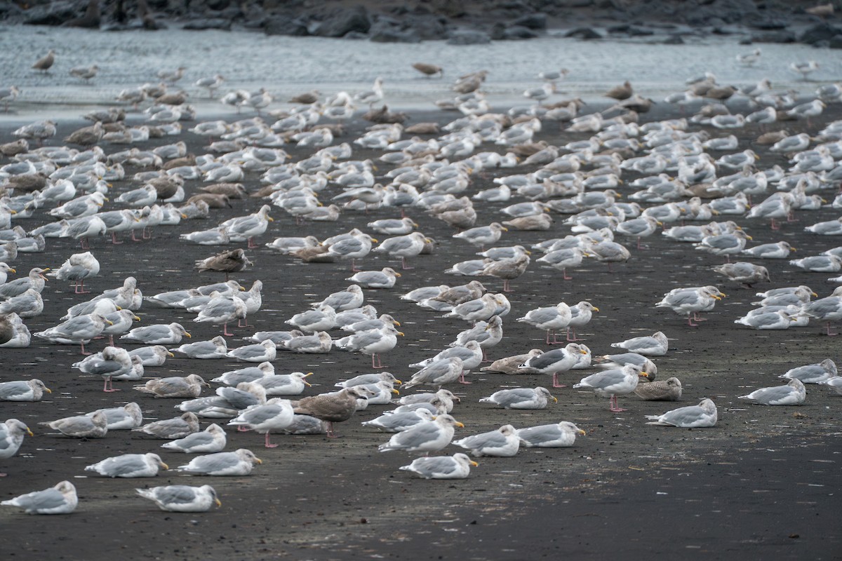 Slaty-backed Gull - ML646579023