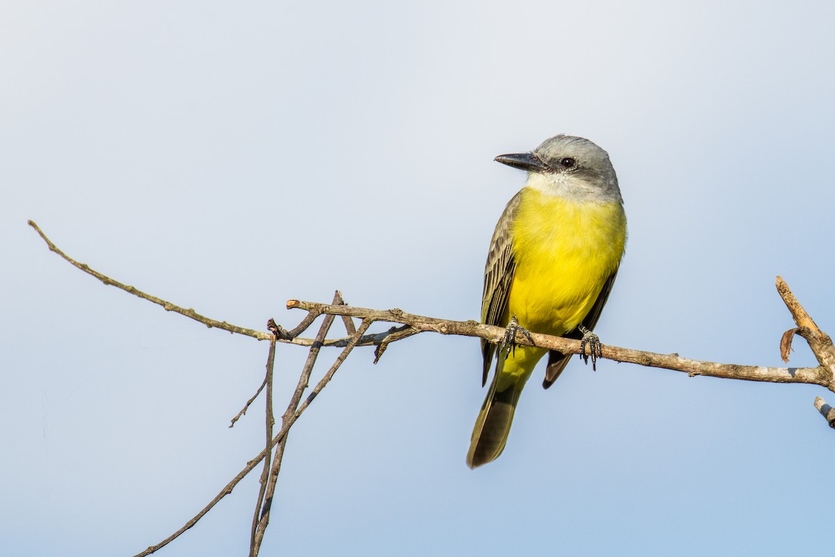 Tropical Kingbird - ML646579025