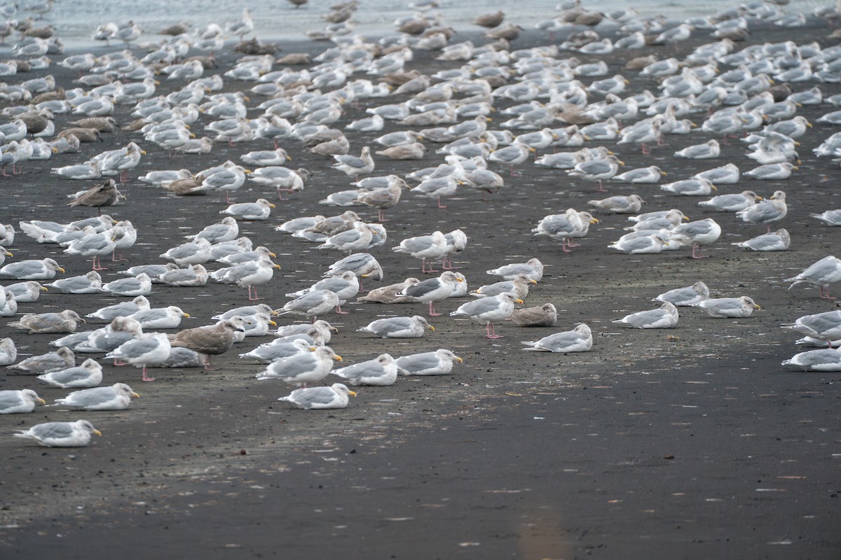 Slaty-backed Gull - ML646579029