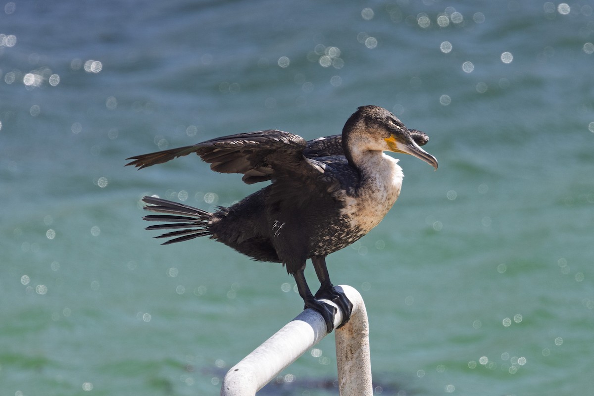 鸕鷀 - ML646579036