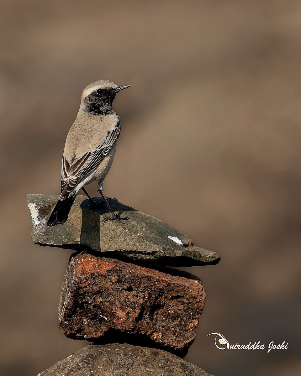 Цөлийн чогчиго - ML646579038