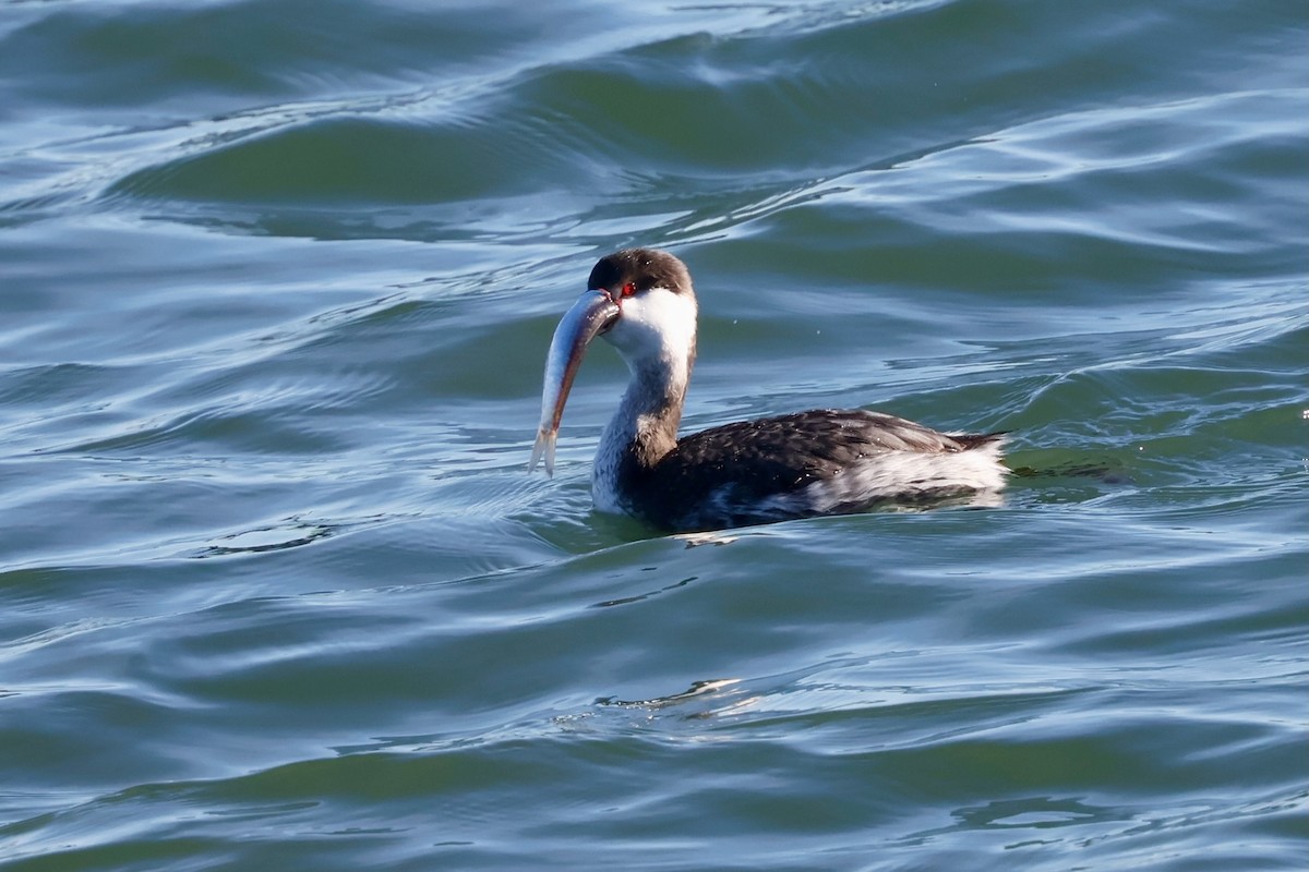 Txilinporta urrebelarria - ML646579040