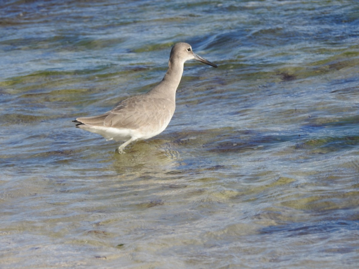 Willet - ML646579042