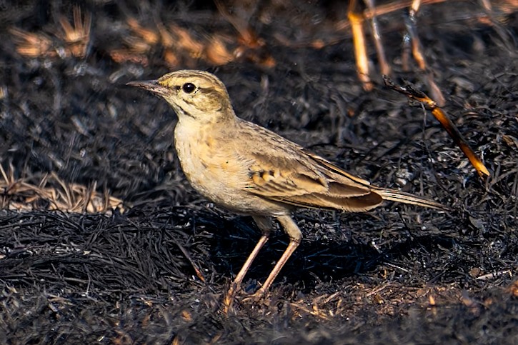 Талын шийхнүүхэй - ML646579044