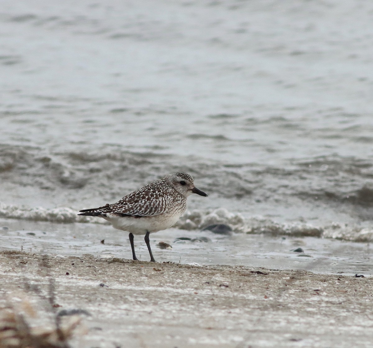 Black-bellied Plover - ML646579045
