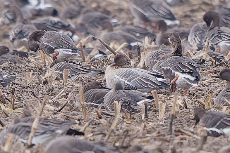 Pink-footed Goose - ML646579047