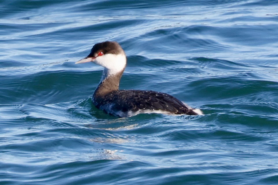 Txilinporta urrebelarria - ML646579048