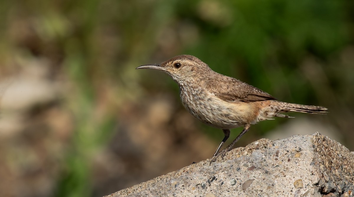 Орішець скельний - ML646579049