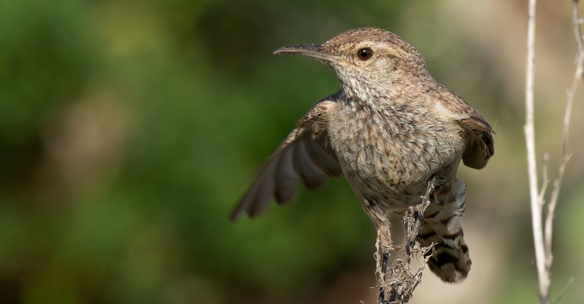 Орішець скельний - ML646579050