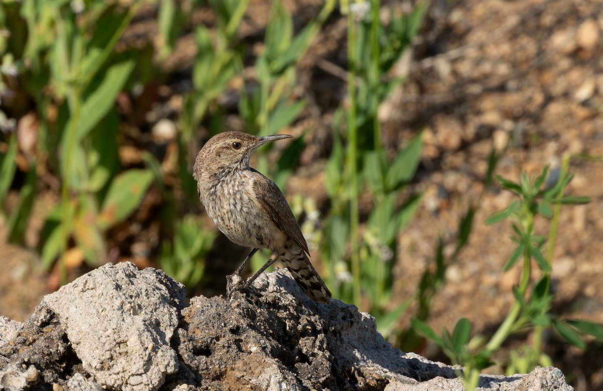 Орішець скельний - ML646579052