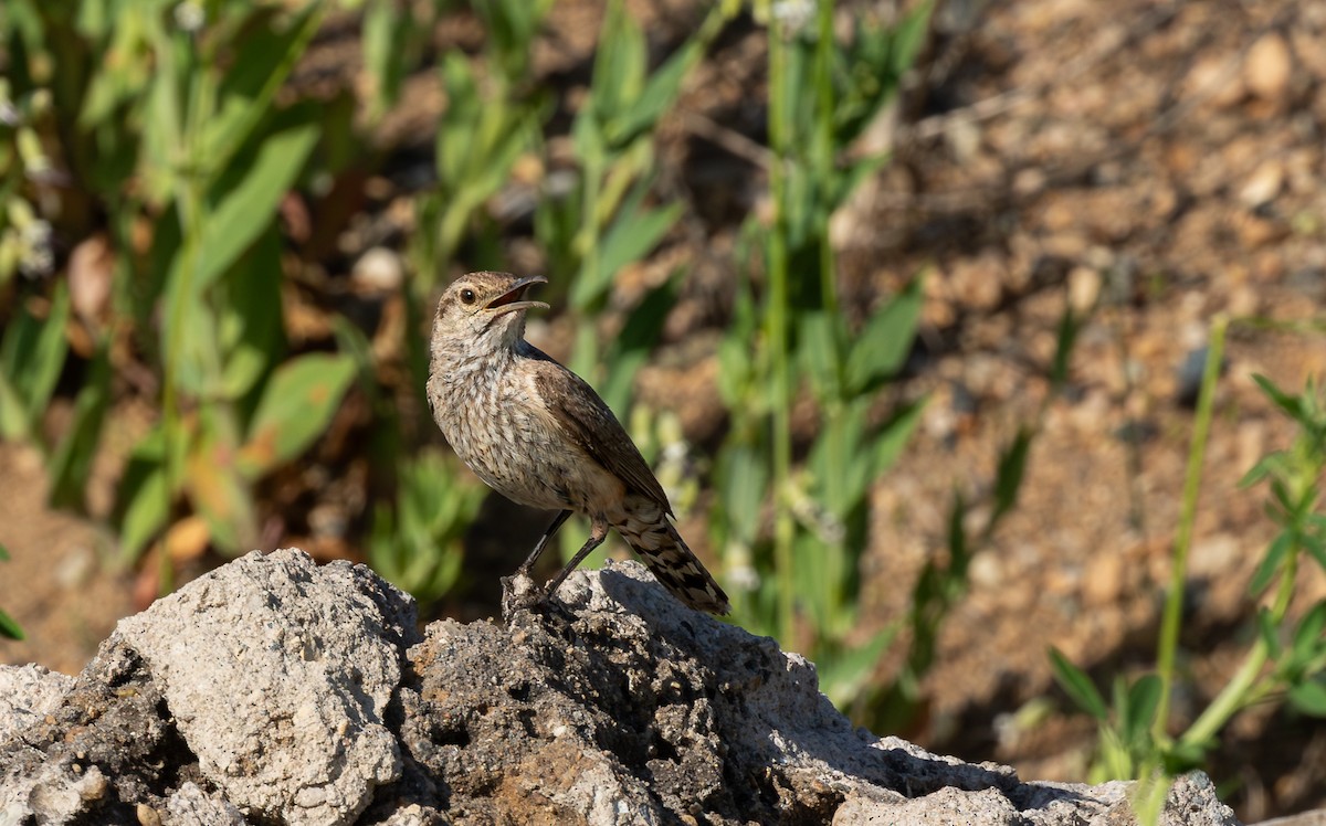 Орішець скельний - ML646579053
