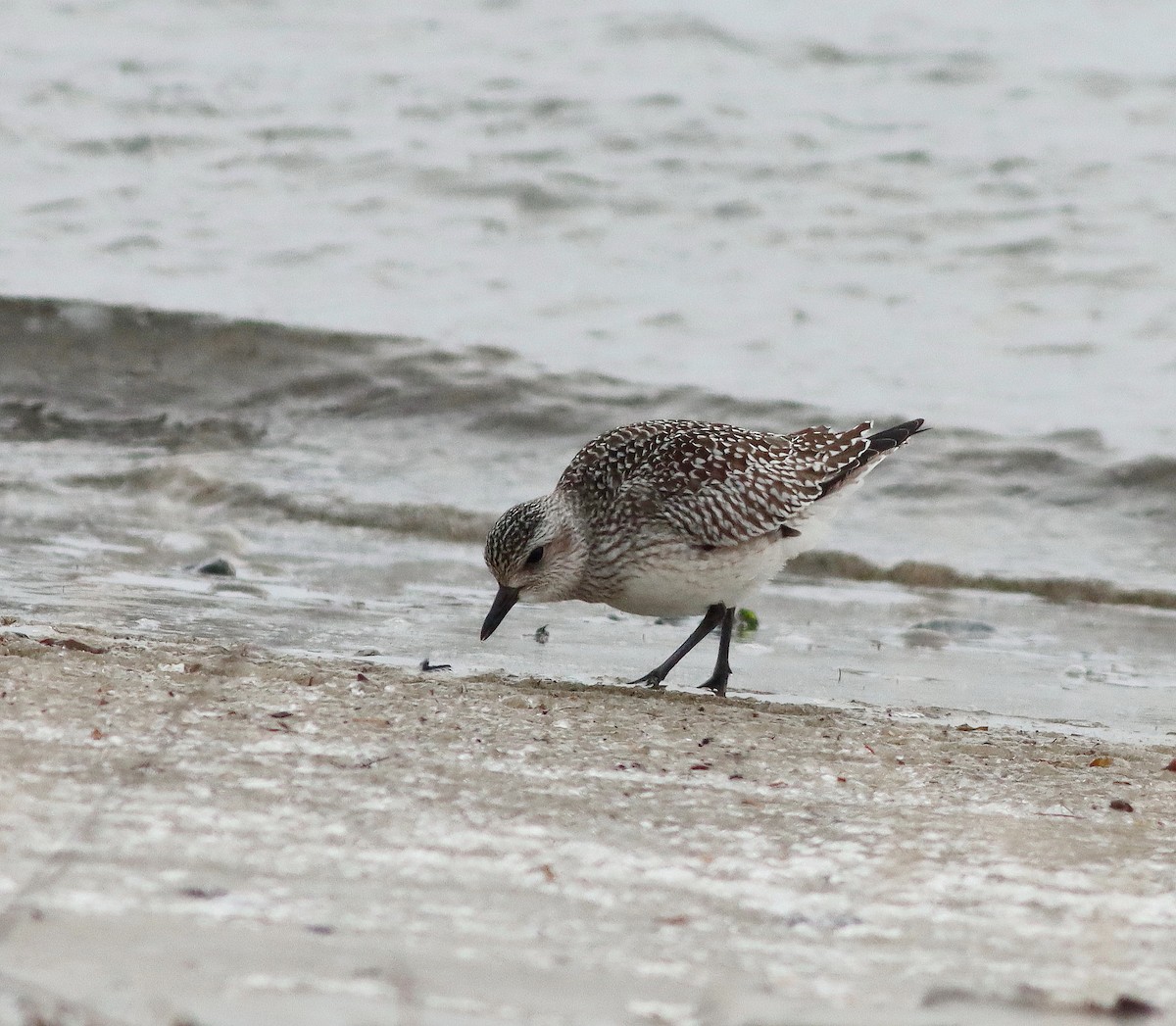 Black-bellied Plover - ML646579060