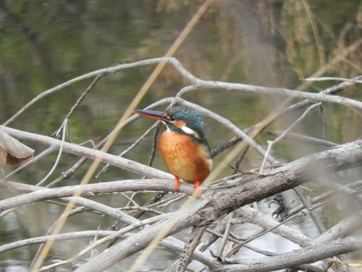 Рибалочка блакитний - ML646579071