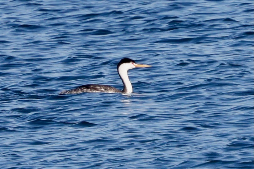 Clark's Grebe - ML646579072