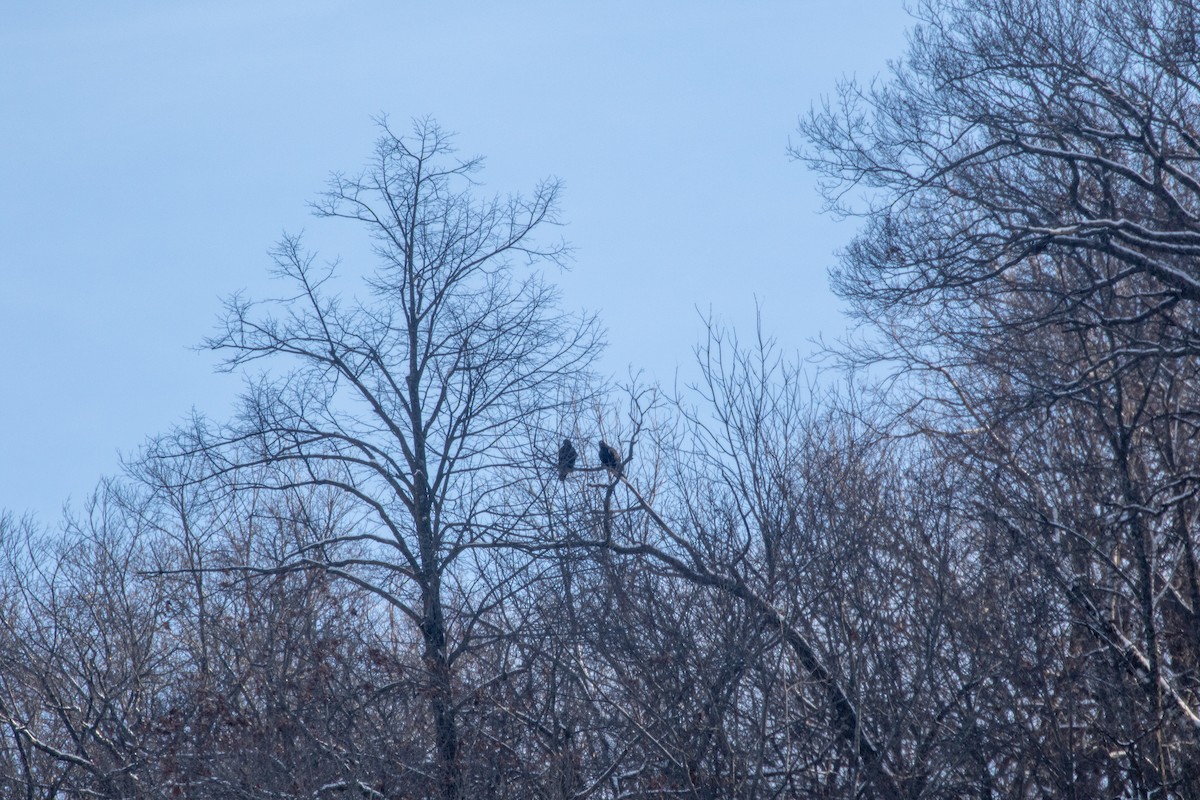 Golden Eagle - ML646579073