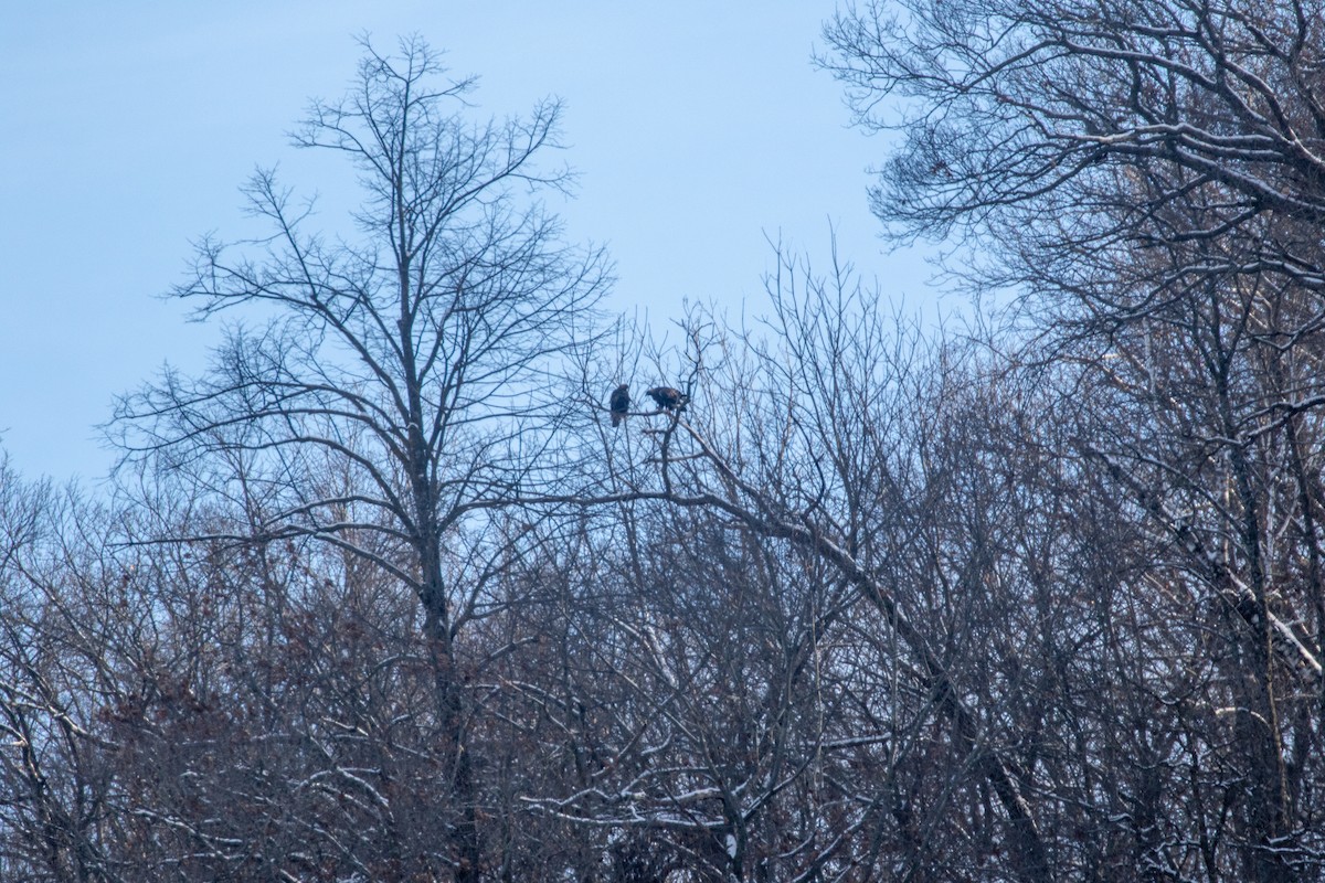 Golden Eagle - ML646579075