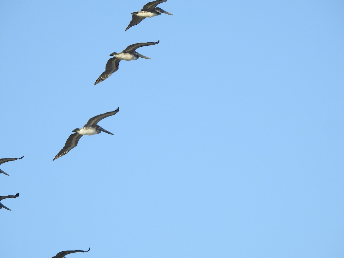 Brown Pelican - ML646579076